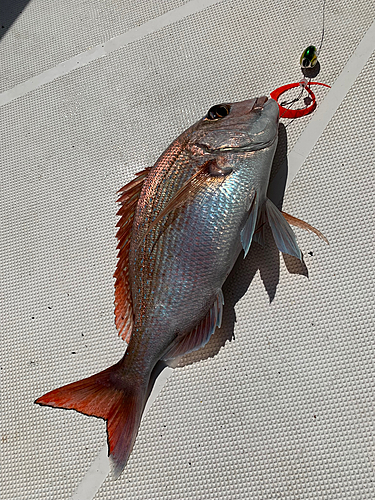 マダイの釣果