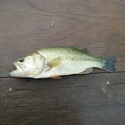 ブラックバスの釣果