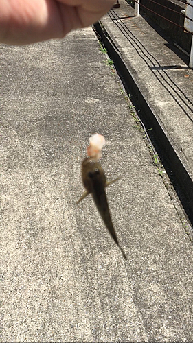 ハゼの釣果