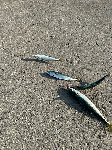 サバの釣果