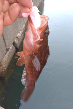 キジハタの釣果