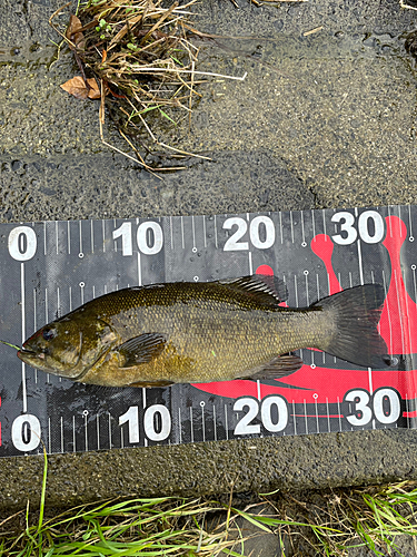 スモールマウスバスの釣果