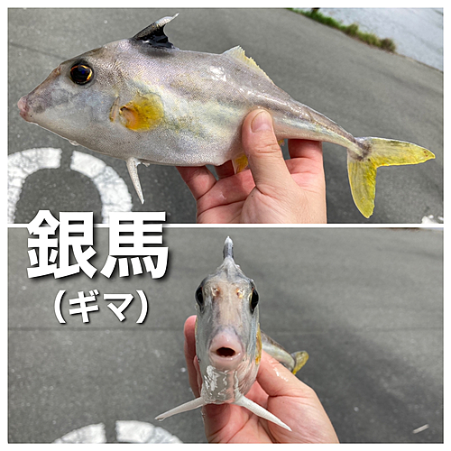 ギマの釣果