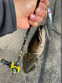 ライギョの釣果