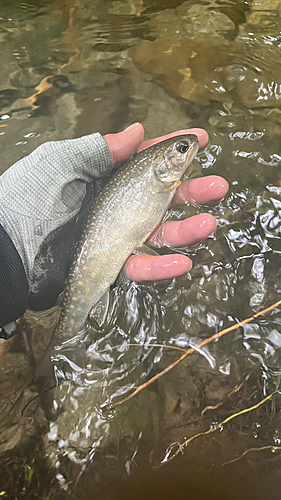 イワナの釣果