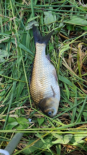 ヘラブナの釣果