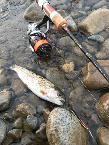 ニジマスの釣果