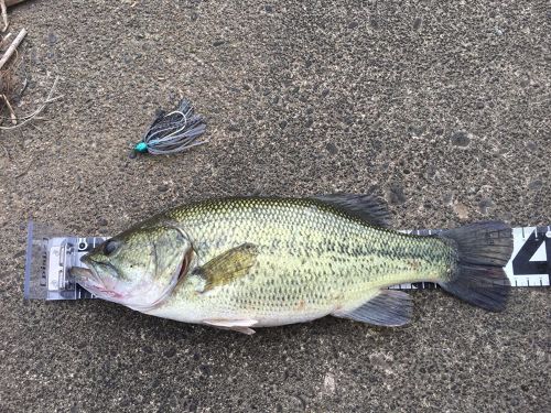 ブラックバスの釣果