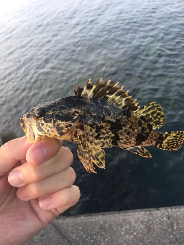 タケノコメバルの釣果