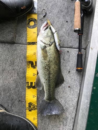 ブラックバスの釣果