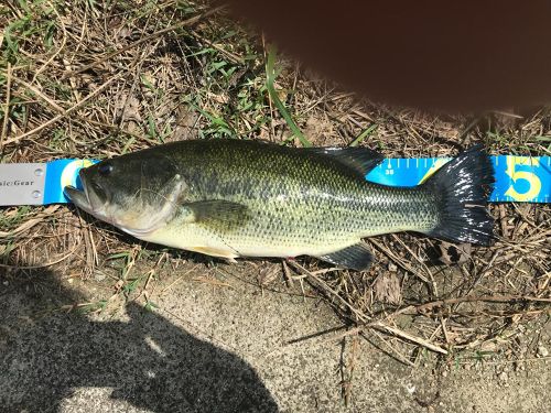 ブラックバスの釣果