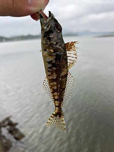 アナハゼの釣果