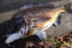 クロダイの釣果