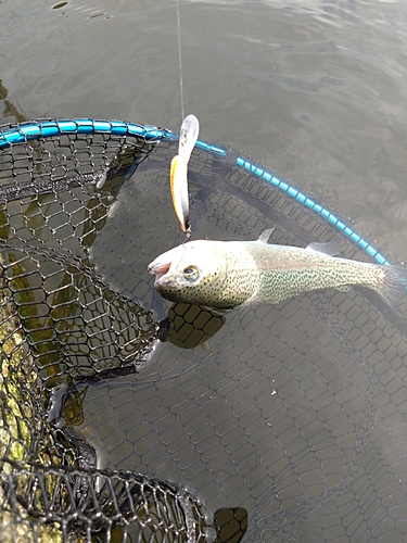 ニジマスの釣果