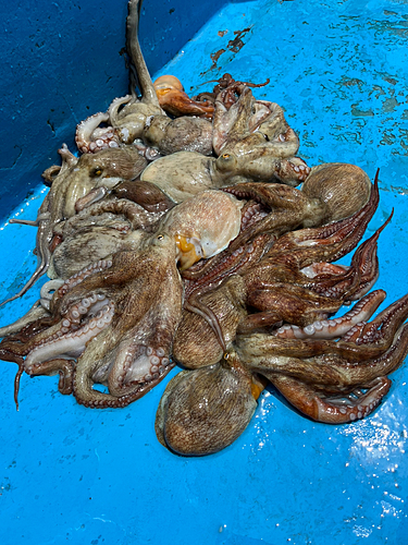 茨城県・日立久慈沖のマダコ、エギ仕掛けで絶好調！！ 画像ギャラリー, 釣りビジョン マガジン