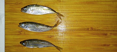 アジの釣果