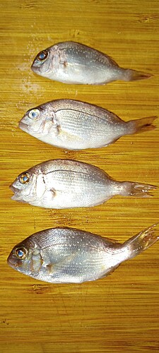 マダイの釣果