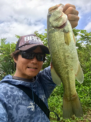 ブラックバスの釣果