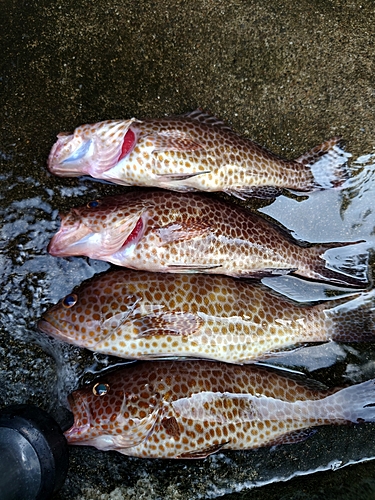 オオモンハタの釣果