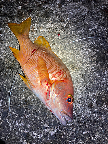 シブダイの釣果