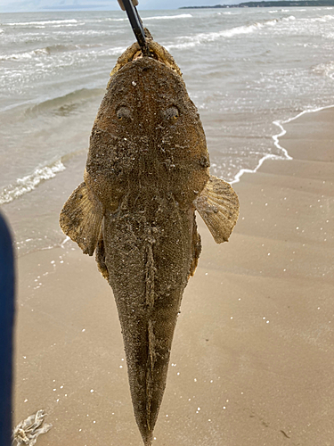 マゴチの釣果