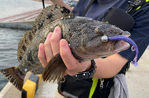 アイナメの釣果