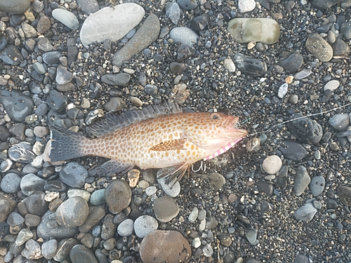 オオモンハタの釣果