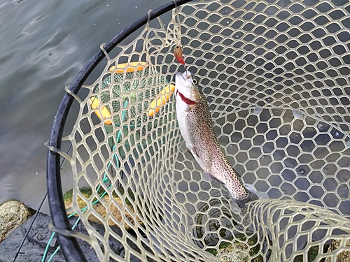 ニジマスの釣果