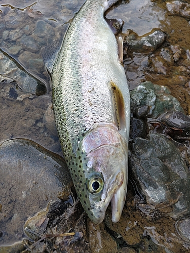 ニジマスの釣果