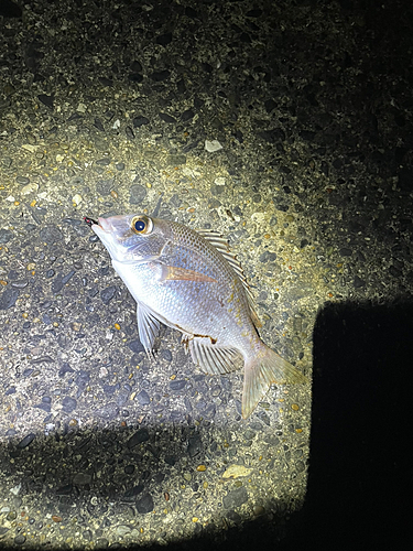 メイチダイの釣果