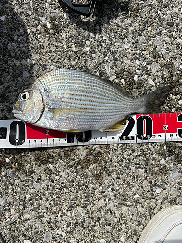 ヘダイの釣果