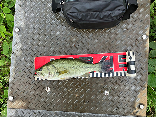 ブラックバスの釣果