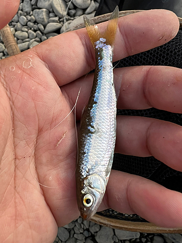 オイカワの釣果