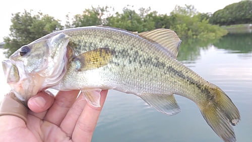 ラージマウスバスの釣果