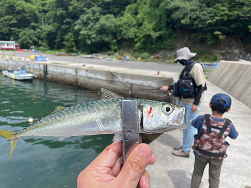 サバの釣果