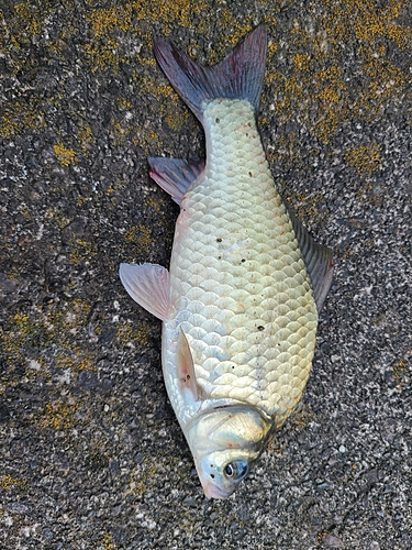 フナの釣果