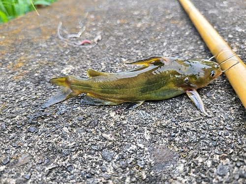 ギギの釣果