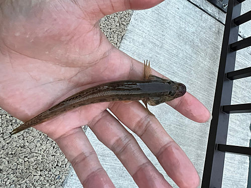 マハゼの釣果