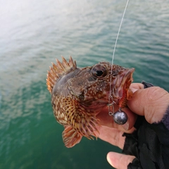 アラカブの釣果