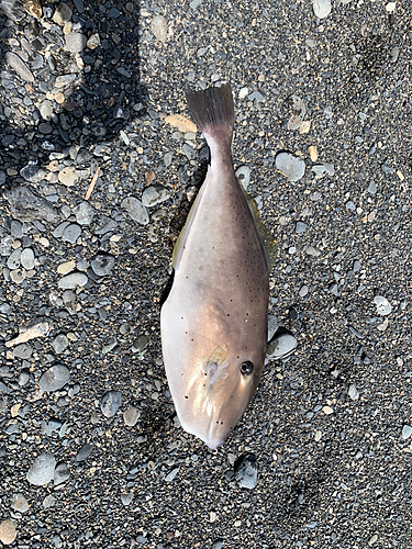 ウスバハギの釣果