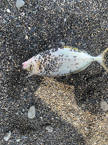 シマアジの釣果