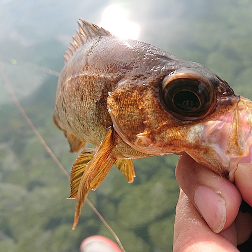 メバルの釣果