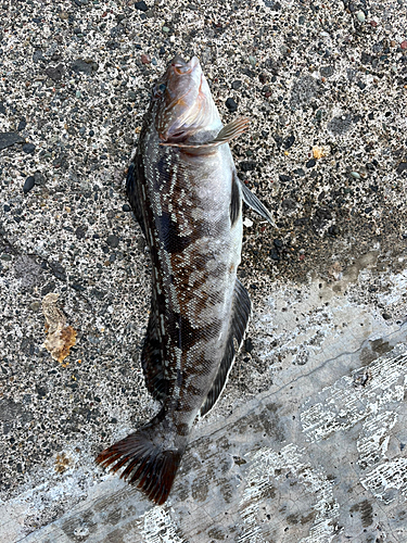 アイナメの釣果