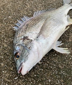 キビレの釣果