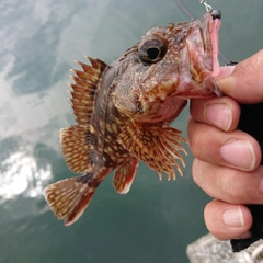 アラカブの釣果