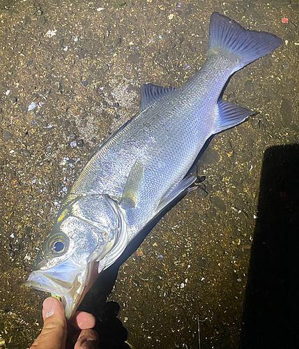 セイゴ（タイリクスズキ）の釣果