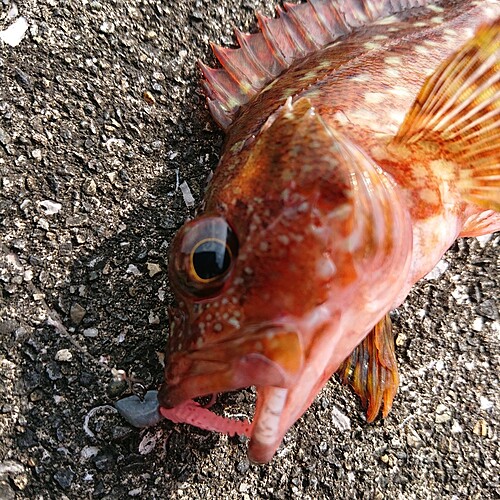 アラカブの釣果