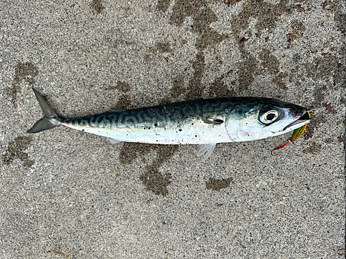 サバの釣果