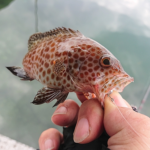 オオモンハタの釣果