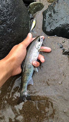 アマゴの釣果